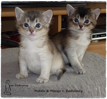 19.03.28 1330894 beide kater -- 19.03.28 1330894 beide kater --