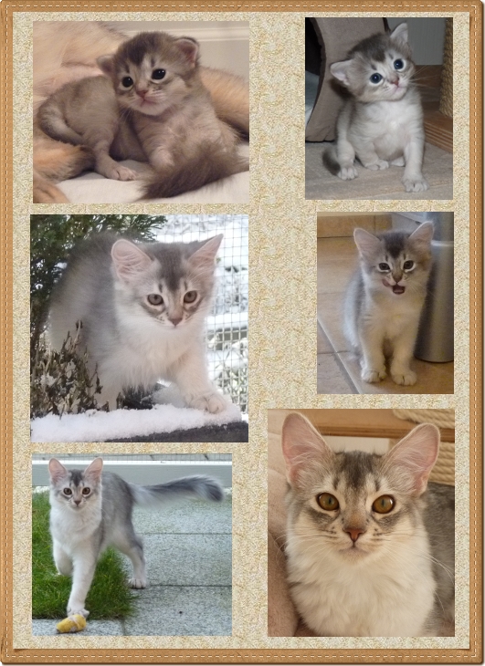 CollageYuhani mit Rahmen CollageYuhani mit Rahmen