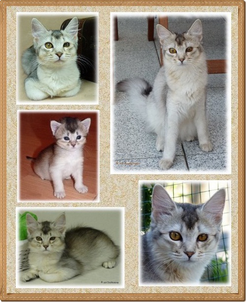 Collage Litonya Collage Litonya