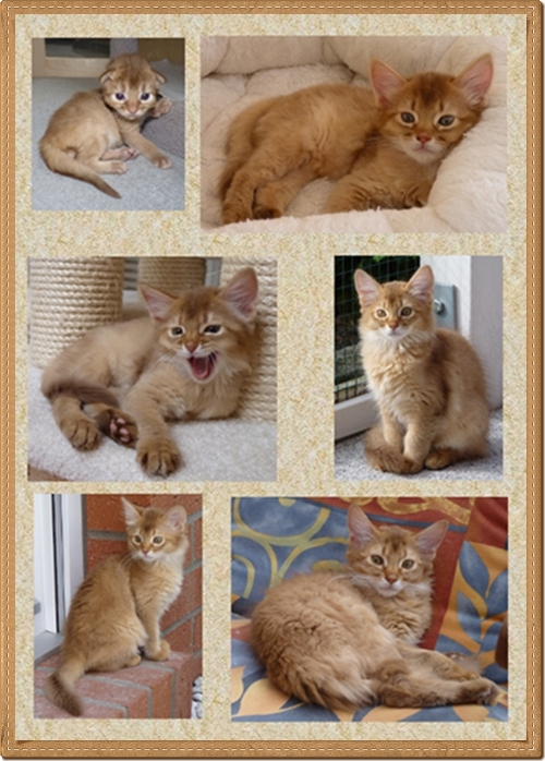 Collage Obuyo mit Rahmen Collage Obuyo mit Rahmen
