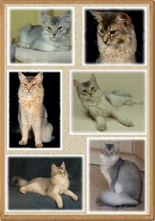 Collage Shindo Collage Shindo
