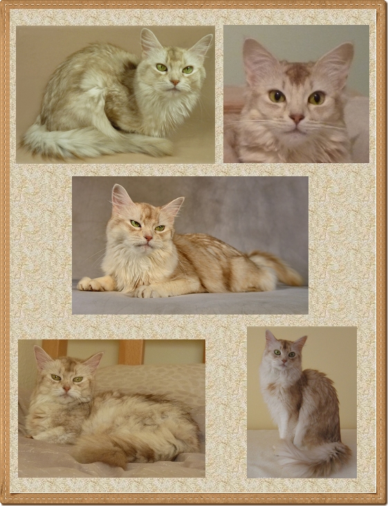 Collage Snowy m. Rahmen Collage Snowy m. Rahmen