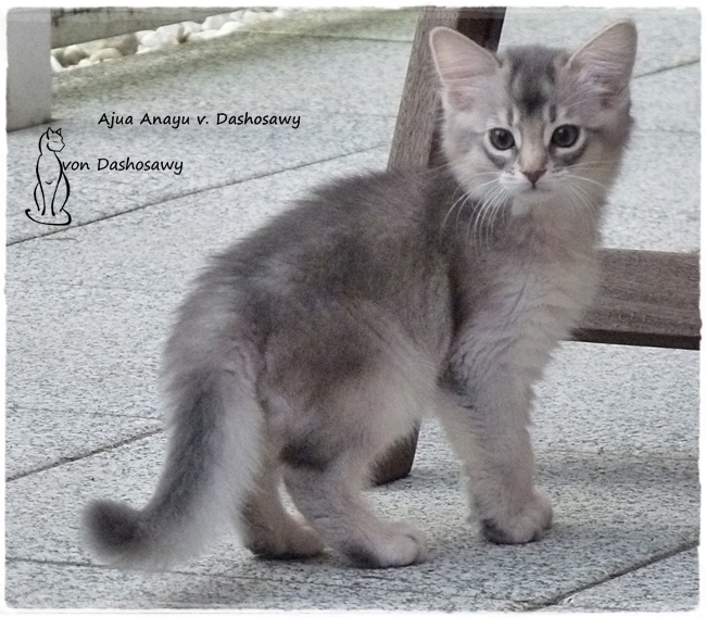 Kitten AA_1210103_Anaju
