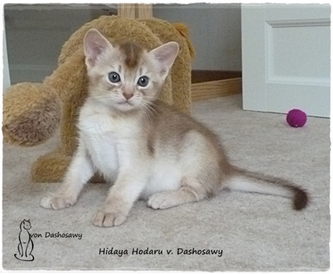 Kitten H2 17_09_17_HH_1270099_ru--