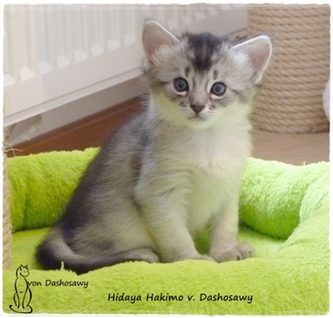 Kitten H2 17_09_17_HH_1270151_mo--