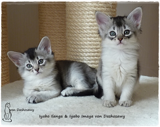 Kitten I2 17_10_03_II_1270605_ilanga_imaya--