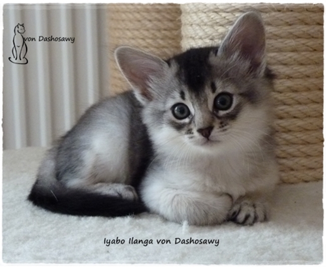 Kitten I2 17_10_03_II_1270622_ilanga--