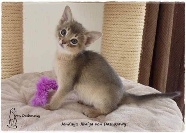 Kitten J2 17_10_06_JJ_1270701_jimiya--