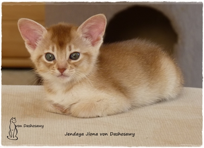 Kitten J2 17_10_08_JJ_1270950_jiona--