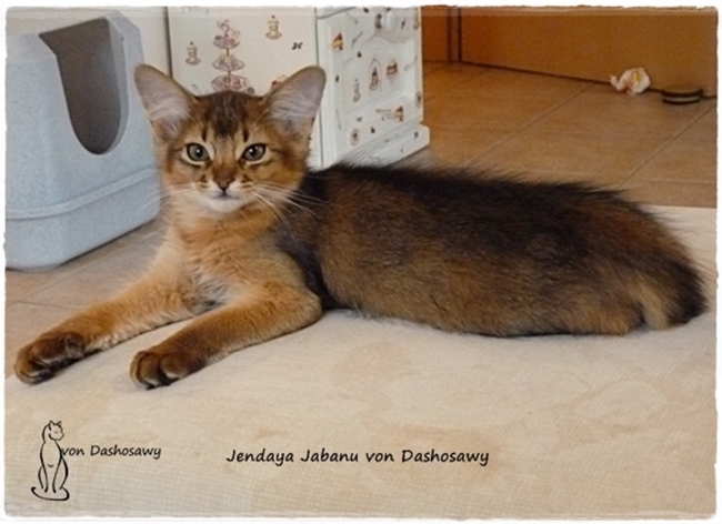 Kitten J2 17_11_26_JJ_1280863_jabanu--