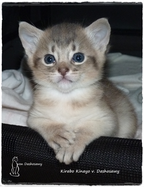 Kitten K2 1310987 yo --