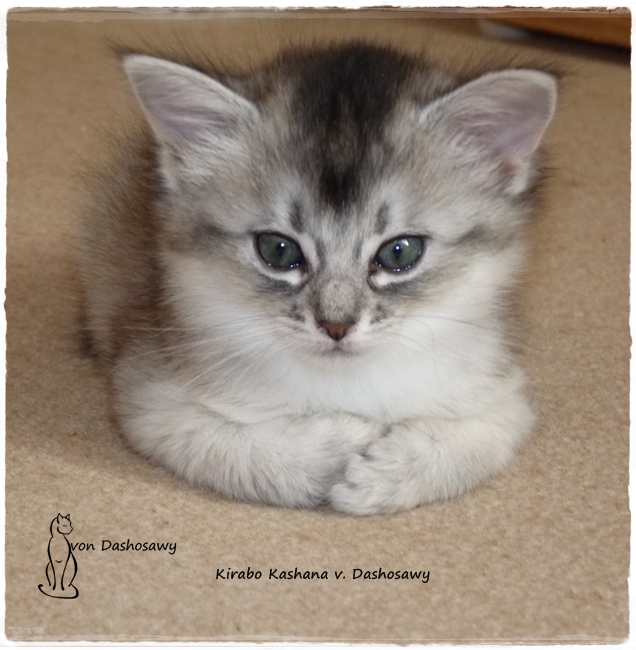 Kitten K2 1320496 na --