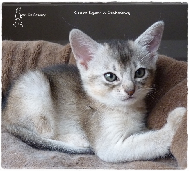Kitten K2 1320561 ni --