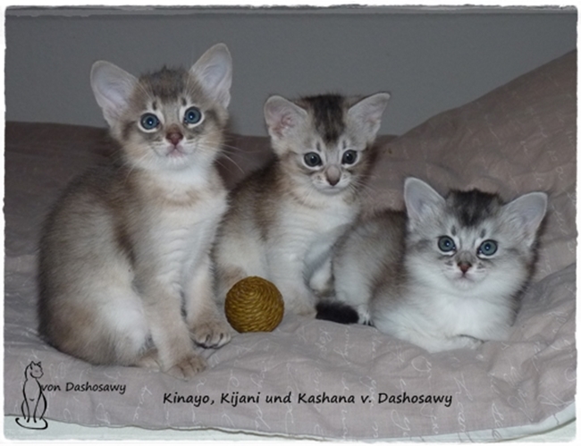 Kitten KK_1320290_yo_ni_na