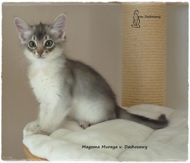 Kitten MM_1340356_Muraya