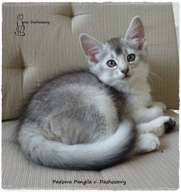 Kitten PP 20.04.26 1370435-Pangila