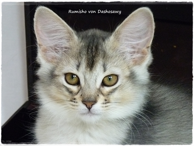 Kitten R_1190086_Rumisho